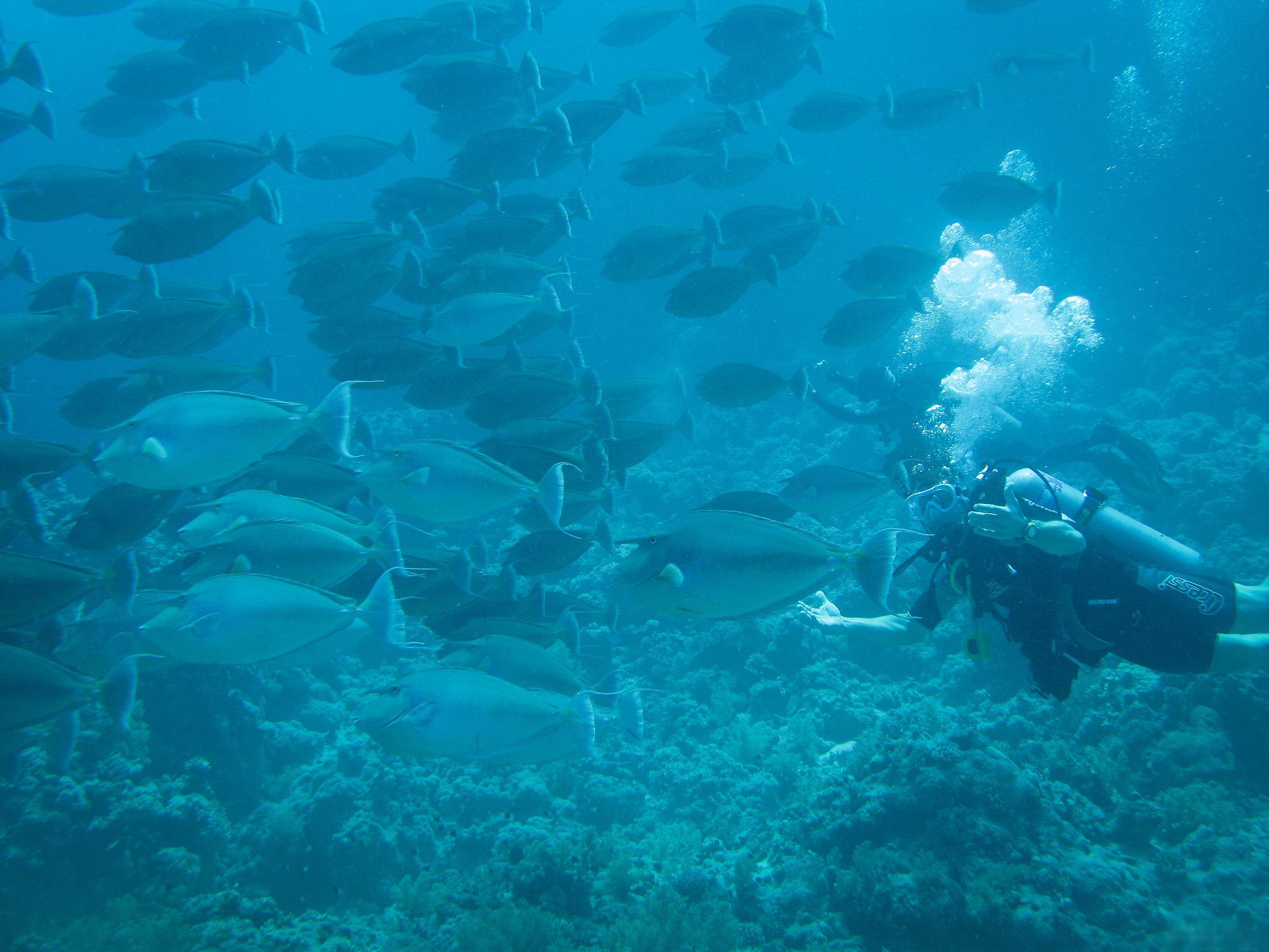 深海潜水探秘活动,体验水下世界的神奇 深海潜水探秘活动,体验水下世界的神奇