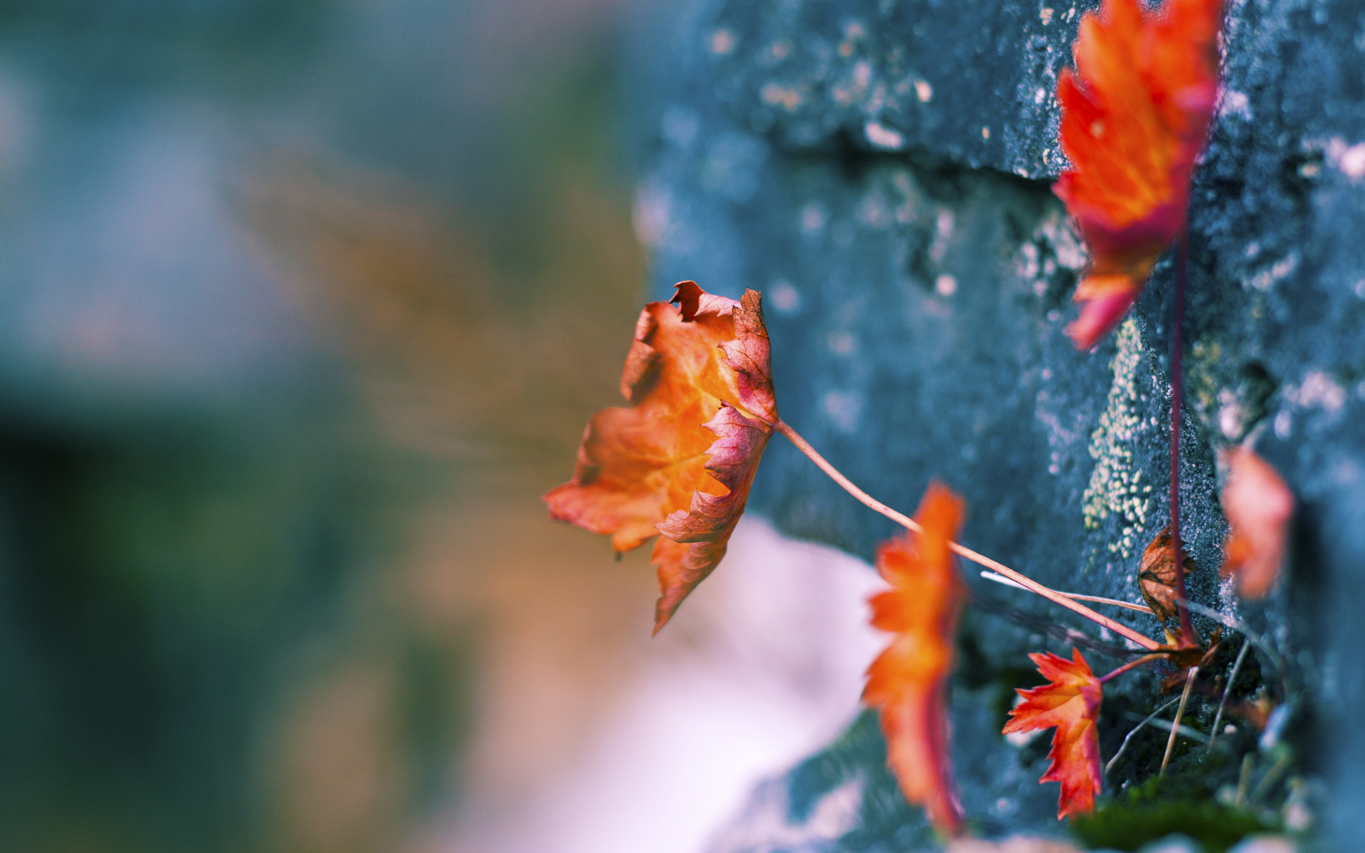 KPL教练组战术调整引发热议,kpl的教练都是啥来历