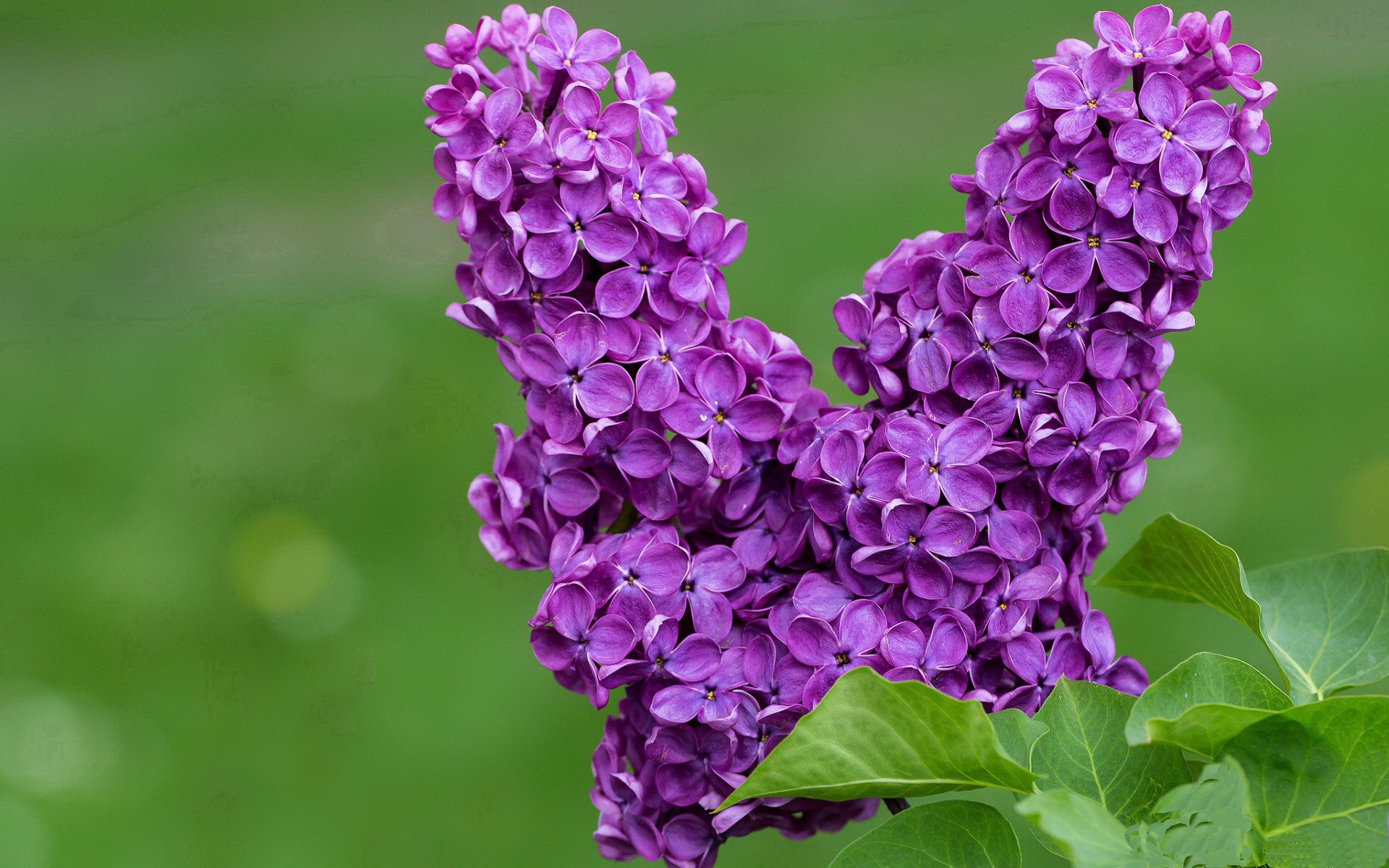 丹麦主帅派出强大阵容，准备迎战土耳其，丹麦主帅已非首次遇险境 当年麾下球员被闪电劈晕