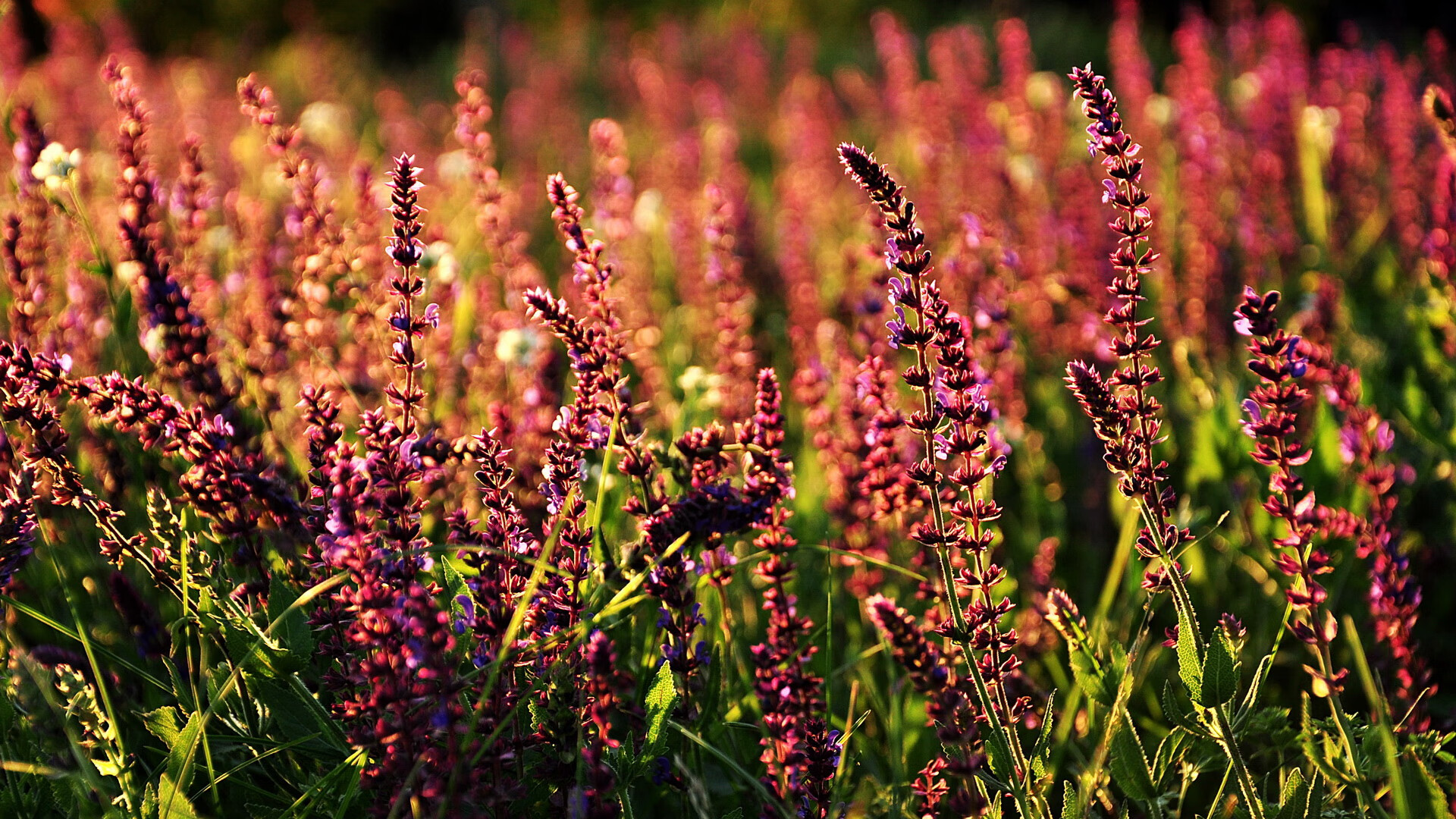 乌迪内斯力压佛罗伦萨,取得胜利,乌迪内对佛罗伦萨