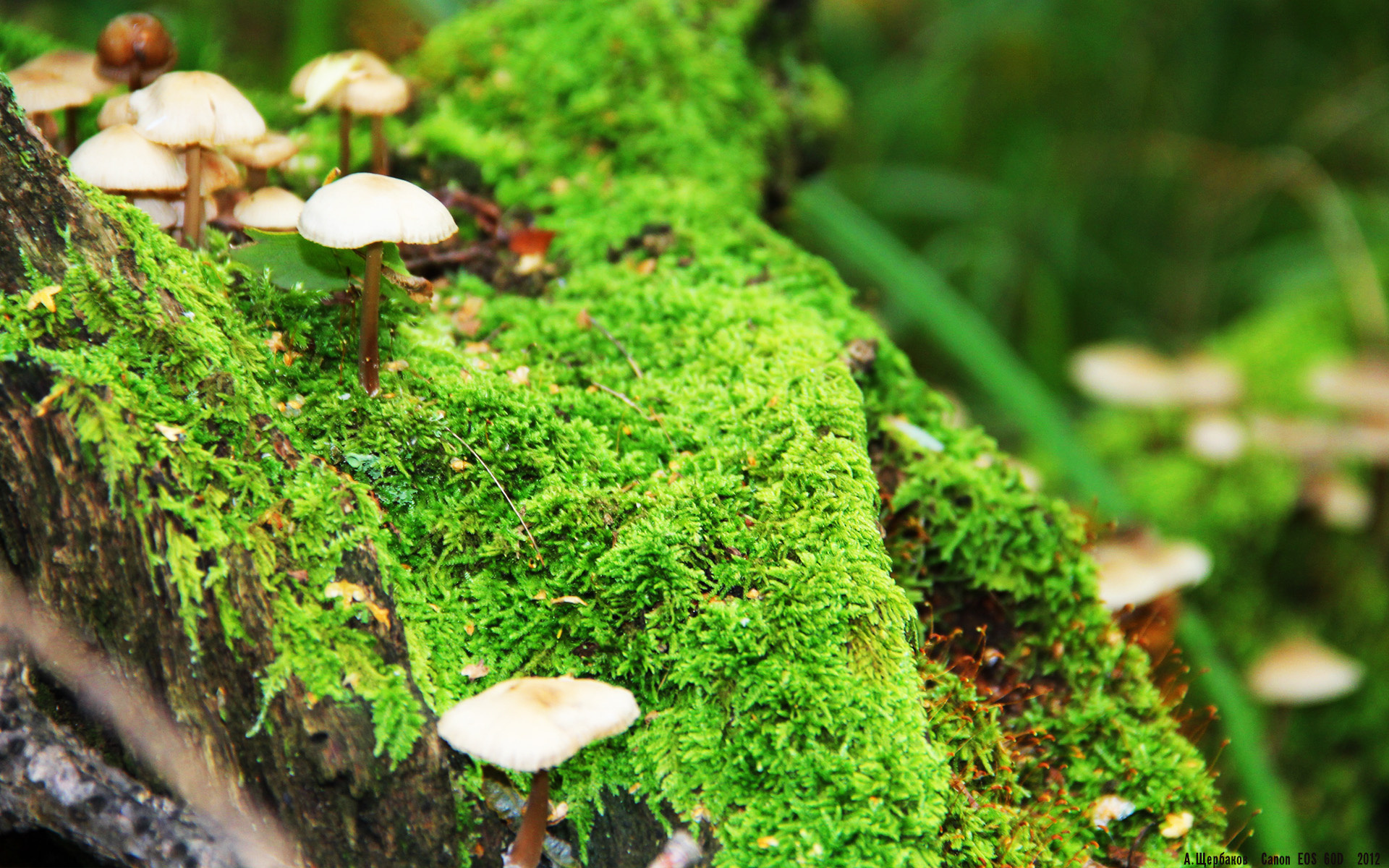 意甲团队精神:合作、拼搏共同造就奇迹!,意甲队伍